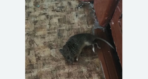 Дезинфекция от мышей в Барнауле